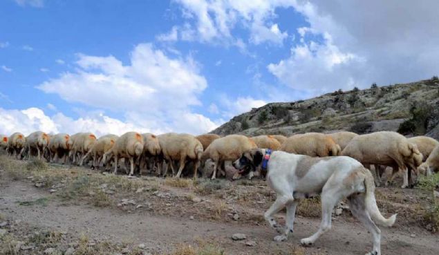 obanlarn sadk dostu, gl ve iri csseleriyle bilinen 'Kurtboan' cinsi kpekler, son yllarda lke genelinde dzenlenen yarmalarda aldklar birinciliklerle adndan sz ettiriyor.       