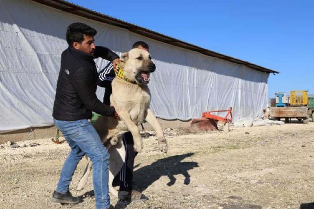zellikle blgede etkili olan scaklara kar daha dayankl bir tr. Arlklar da hayli dikkat ekicidir, kilolar 100 ve zerinde olan bir ok kpee rastlanyor.       