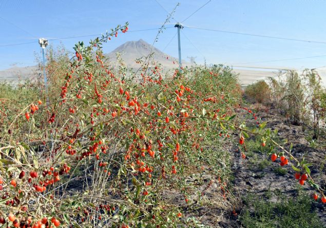 <p style='box-sizing: border-box; margin: 0px 0px 10px; padding: 0px; border: 0px; list-style-type: none; color: rgb(51, 51, 51); font-family: "Roboto Condensed"; font-size: 19px;'> <strong style='box-sizing: border-box; margin: 0px; padding: 0px; border: 0px;'>- "ÇİFTÇİLERİMİZ DOĞDUĞU YERDE DOYURMAK İSTİYORUZ"</strong></p> <p style='box-sizing: border-box; margin: 0px 0px 10px; padding: 0px; border: 0px; list-style-type: none; color: rgb(51, 51, 51); font-family: "Roboto Condensed"; font-size: 19px;'> Aksaray Tarım ve Orman Müdürü Bülent Saklav, AA muhabirine yaptığı açıklamada, goji berry meyvesinin tıbbi aromatik bir bitki olduğunu söyledi.</p>