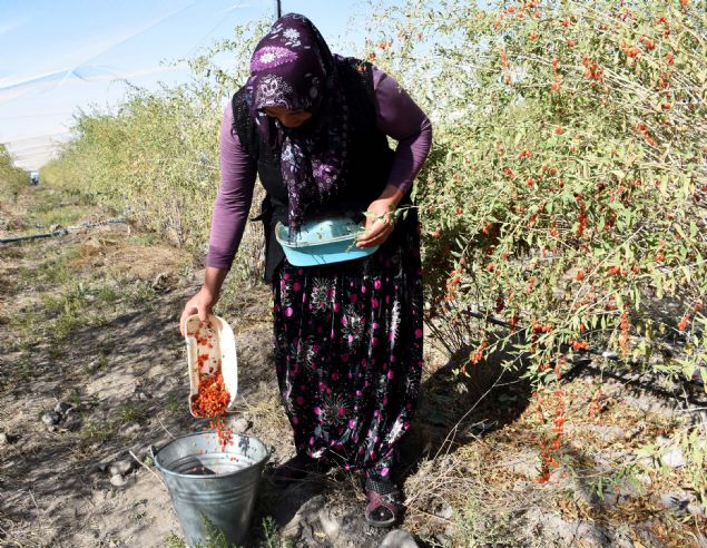 <p style='box-sizing: border-box; margin: 0px 0px 10px; padding: 0px; border: 0px; list-style-type: none; color: rgb(51, 51, 51); font-family: "Roboto Condensed"; font-size: 19px;'> Çekil, "gençlik iksiri" olarak nitelendirilen goji berrynin antioksidan deposu olduğunu vurguladı.</p> <div> </div>