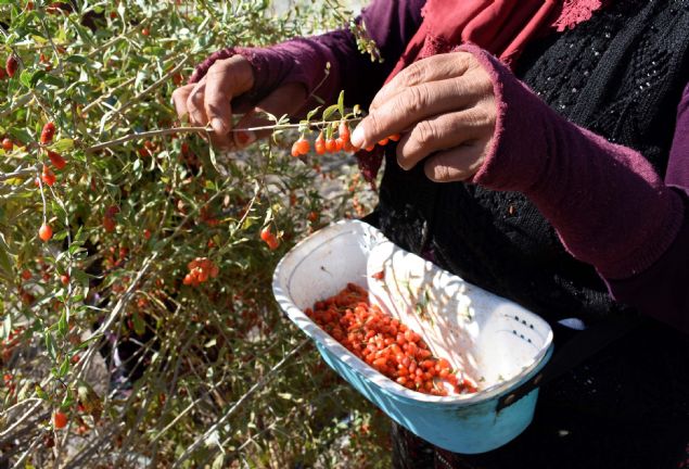 <p style='box-sizing: border-box; margin: 0px 0px 10px; padding: 0px; border: 0px; list-style-type: none; color: rgb(51, 51, 51); font-family: "Roboto Condensed"; font-size: 19px;'> Saklav, çiftçileri alternatif ürün yetiştiriciliği olarak goji berry, lavanta, safran ve kapari gibi ürünlere yönlendirdiklerini ve desteklediklerini kaydetti.</p> <div> </div>