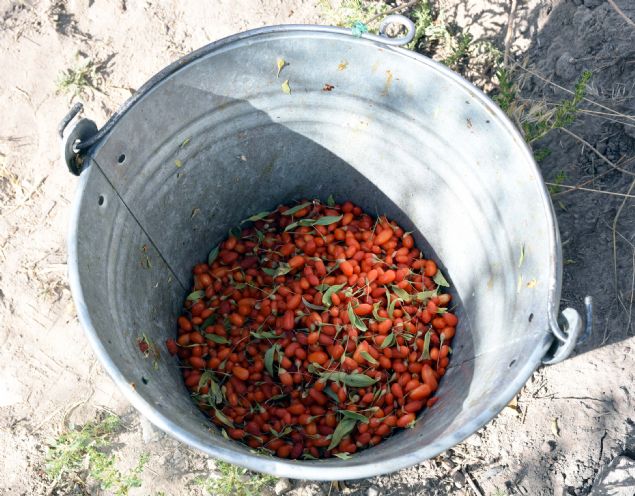 <p style='box-sizing: border-box; margin: 0px 0px 10px; padding: 0px; border: 0px; list-style-type: none; color: rgb(51, 51, 51); font-family: "Roboto Condensed"; font-size: 19px;'> Çekil ise goji berry meyvesini 6 yıl önce orman mühendisi bir arkadaşının tavsiyesi üzerine hobi amacıyla bahçesine diktiğini ifade etti.</p> <div> </div>