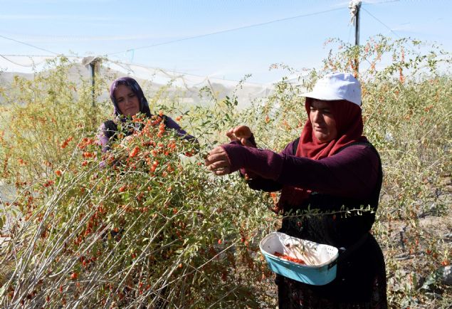 <p style='box-sizing: border-box; margin: 0px 0px 10px; padding: 0px; border: 0px; list-style-type: none; color: rgb(51, 51, 51); font-family: "Roboto Condensed"; font-size: 19px;'> Bu meyvenin suya çok az ihtiyaç duyduğunu vurgulayan Saklav, şöyle konuştu: "Meyve her türlü toprakta yetiştirilebiliyor, toprak bakımı da istemiyor. Amacımız bu gibi alternatif ürünleri ilimizde attırarak üreticilerimize gelir kaynakları oluşturmak istiyoruz. Çiftçilerimiz doğduğu yerde doyurmak istiyoruz. Bu bahçemiz 57 dekar. Yıllık ortalama 5 ton kuru 20 ton da yaş meyve veriyor. Bu ürünleri hem Türkiye içerisinde hem de Avrupa ülkelerine satıyor. Meyvemiz yılda 5-6 kez hasat yapabiliyor. Bu toplanan ürünleri de iyi fiyata satıyor. Üreticimiz çok memnun. Çiftçimiz üretiyor Aksaray'ımız kazanıyor."</p> <div> </div>