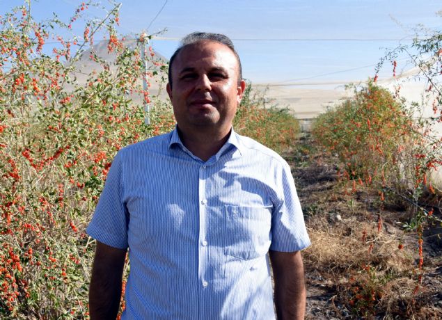 <p style='box-sizing: border-box; margin: 0px 0px 10px; padding: 0px; border: 0px; list-style-type: none; color: rgb(51, 51, 51); font-family: "Roboto Condensed"; font-size: 19px;'> Ardından meyveyi araştırdığını ve Anadolu'nun yüksek rakımlı alanlarına çok uygun bir bitki olduğunu keşfettiğini anlatan Çekil, "Meyvemiz sert iklimi seviyor. Bizim bu bölgede özellikle Hasan Dağı yamaçlarında çok güzel yetişen bir bitki. Anadolu'nun her yerinde rahatlıkla ekilebilir ve çok güzel verimler alınabilir. Üründen güzel verim elde ettikten sonra tarlamızı büyüttük. Bu bahçemizi bu yıl hiç sulamadık. Sulanmadığı halde çok yoğun meyve veriyor." diye konuştu.</p> <div> </div>