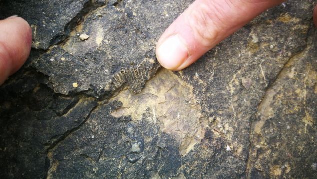 <p>  	Gergin'in buldu�u fosil par&ccedil;as� bilime ���k tutacak cinsten.</p>  