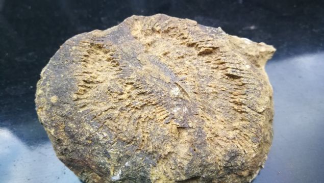 <div>  	Bulgular, �znik'in ve da�lar�n�n 300 milyon y�l &ouml;nce denizle kapl� oldu�unu g&ouml;sterirken, bir &ccedil;ift&ccedil;i yeni bir fosil daha buldu.&nbsp;</div>  