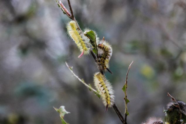 <p style='box-sizing: border-box; margin: 0px 0px 10px; padding: 0px; border: 0px; list-style-type: none; color: rgb(51, 51, 51); font-family: "Roboto Condensed"; font-size: 19px;'>  	Bunun sonucunda, zararl�n�n g&ouml;r&uuml;ld&uuml;�&uuml; sahalarda &ccedil;evreye zarar vermeyen "bacillus thuringiensis var. kurstaki" bakterisi ile m&uuml;cadele edilmesi uygun bulundu.</p>  <div>  	&nbsp;</div>  