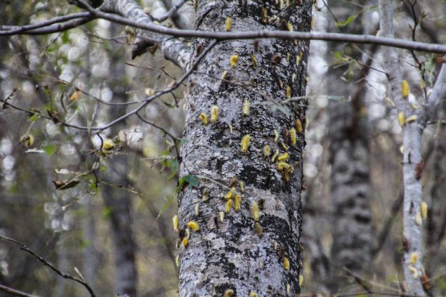 <p style='box-sizing: border-box; margin: 0px 0px 10px; padding: 0px; border: 0px; list-style-type: none; color: rgb(51, 51, 51); font-family: "Roboto Condensed"; font-size: 19px;'>  	Yoldaki bir dinlenme tesisinin sahibi H&uuml;seyin Ordu, AA muhabirine yapt��� a&ccedil;�klamada, t�rt�llar�n son g&uuml;nlerde orman�n her yerini kaplad���n� s&ouml;yledi.</p>  <div>  	&nbsp;</div>  