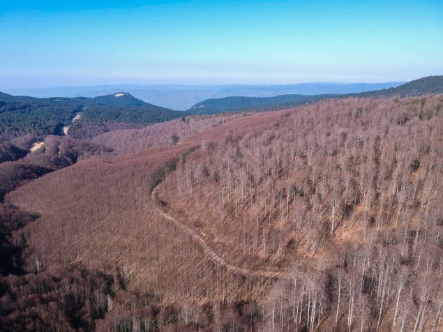 <p font-size:=' roboto=' style='box-sizing: border-box; margin: 0px 0px 10px; padding: 0px; border: 0px; list-style-type: none; color: rgb(51, 51, 51); font-family: '>  	B&ouml;lgede ilk kez ge&ccedil;en y�l �neg&ouml;l'e ba�l� Arapotura�� mevkisinde tespit edilen k�z�l kuyruklu t�rt�l zararl�s� (calliteara pudibunda), bu sene Domani&ccedil; Da�lar�'n� istila etti.</p>  <div>  	&nbsp;</div>  