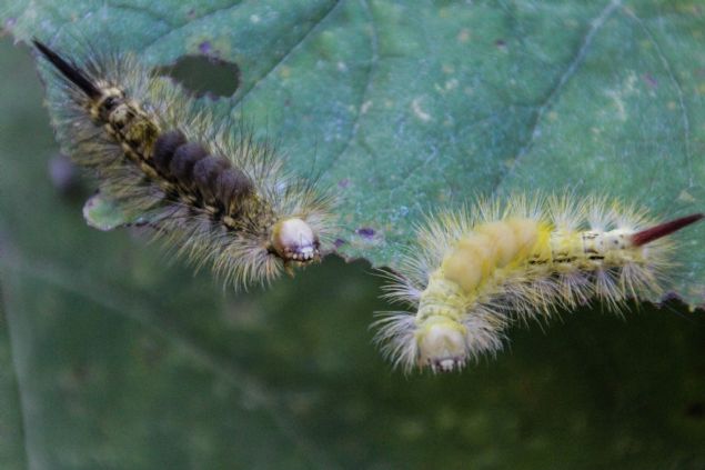 <p style='box-sizing: border-box; margin: 0px 0px 10px; padding: 0px; border: 0px; list-style-type: none; color: rgb(51, 51, 51); font-family: "Roboto Condensed"; font-size: 19px;'>  	<strong style='box-sizing: border-box; margin: 0px; padding: 0px; border: 0px;'>- B�YOLOJ�K M&Uuml;CADELE</strong></p>  <p style='box-sizing: border-box; margin: 0px 0px 10px; padding: 0px; border: 0px; list-style-type: none; color: rgb(51, 51, 51); font-family: "Roboto Condensed"; font-size: 19px;'>  	Bursa Orman B&ouml;lge M&uuml;d&uuml;rl&uuml;�&uuml;nce, sorumluluk sahas�nda yer alan bu ormandaki t�rt�llar i&ccedil;in biyolojik m&uuml;cadele ba�lat�ld�.</p>  