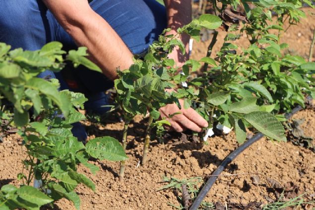 Eskiden ky statsndeki Sahil Yenice Mahallesi'nde ceviz fidanlarnn alama ve bakm ilemleri tamamland.    lkenin drt bir yanna ve yurt dna ceviz fidan gnderilen 'fidanc ky' olarak bilinen mahallede yaayanlarn byk ounluu geimlerini bu iten salyor.    Son yllarda talebin artmas ve arazilerinin yetersiz kalmas zerine civardaki merli, Ziraatli, Kayack ve Erikli mahallelerinde tarm alan kiralayan yetitiriciler, yllk retimlerini artrmak iin almalarn srdryor. 