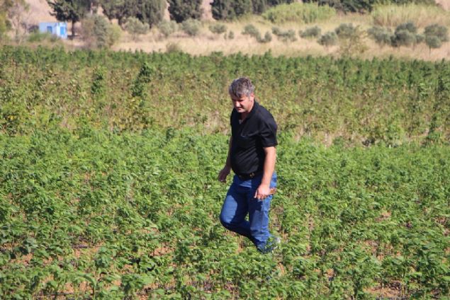 Geen yl 33 lkeye fidan gnderen mahalle sakinleri, bu sene yetitirmeyi hedefledikleri 10 milyon fidann yarsn Yunanistan, Bulgaristan, Ukrayna, Kosova, Azerbaycan, Rusya, ngiltere, Srbistan ve Romanya'nn da aralarnda olduu 40 lkeye ihra etmeyi planlyor.    reticilerden Sahil Yenice Mahallesi Muhtar Nuri Varlk, AA muhabirine, ceviz fidan ihracatnn her geen yl artarak devam ettiini syledi.    Balkesir ile Bandrma Tarm ve Orman mdrlklerinden yetkililerle grerek salkl bir ekilde retimi srdrdklerini aktaran Varlk, bir fidann iki ylda sata hazr hale geldiini belirtti.    Sattklar fidanlarn tamamnn sertifikal olduunu belirten Varlk, 'Pazarmz daha da bytmek iin salkl bir ekilde devam ediyoruz. Geen yln ilk iki aynda 2,5 milyon olan fidan saysn sezon sonuna kadar 4,5 milyona karttk. Bu sene de yurt ii ve dna 10 milyon fidan sat yapmay hedefliyoruz.' dedi. 