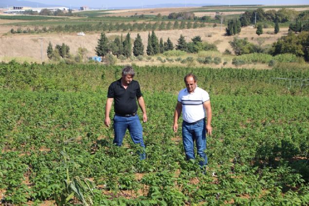 Varlk, 240 haneli Sahil Yenice'de halkn geimini ceviz fidan retiminden saladn belirterek, evre yerleim birimlerinden iiler de eklendiinde en az 10 bin kiinin bu iten ekmek yediini szlerine ekledi.    SS Yeniceky Tarmsal Kalknma Kooperatifi Bakan Rafet Akar da fidanlar kasm aynda yerlerinden skerek hazrlayacaklarn aktard.    Gelen taleplere gre bu fidanlar ihra edeceklerini ifade eden Akar, 'Yurt dna 5 milyon fidan satmay hedefliyoruz. Yeni taleplere gre hareket edeceiz. hracat yapan tm arkadalarmza baarl ve bereketli bir sezon geirmelerini diliyorum.' diye konutu. 