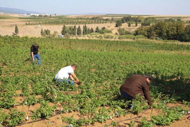 Varlk, ceviz fidanlarnda alama ilemlerinin, yetitirildii ve satld lkeye gre deitiini anlatt.    Fidanlarn verimliliinin ise trne gre farkllk gsterdiini syleyen Varlk, yle devam etti:    'Deniz seviyesinden 600 metre rakma kadar chander, 800-bin 600 metre rakmlarda olan blgelerde de fernor trn tavsiye ediyoruz. Blgeye ve adaptasyon almasna gre fidan sevkiyat yapyoruz. Bu konuyu bilmeyen iftilerimizi de bilinlendirmeye alyoruz. Aa trleri iinde en ok gelir salayan cevizdir. 10 yandaki bir aatan 25-30 kilogram meyve alndnda bin lira gelir salar. Corafi olarak Trkiye'ye uzak lkelere de ceviz ihracat iin almalar yaplyor. ad iin baz giriimlerimiz oldu fakat masraflar fazla geldii iin ihracatn salanmas biraz zor oluyor. Bunlar iin destek alabilirsek o blgenin yapsna gre ceviz fidan gnderebiliriz. O corafyada fidan yetitirilmesi zor ama bizim Trk insan zoru baarmay sever.' 