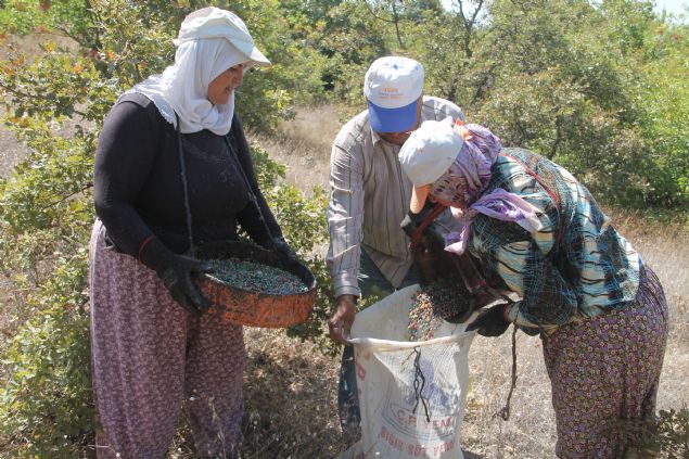 <div class='newsdetailwrap' font-size:=' roboto=' style='box-sizing: border-box; margin: 0px; padding: 0px; border: 0px; color: rgb(51, 51, 51); font-family: '>  	<div class='text-area' style='box-sizing: border-box; margin: 0px; padding: 0px; border: 0px; font-size: 19px; line-height: 1.48;'>  		<p style='box-sizing: border-box; margin: 0px 0px 10px; padding: 0px; border: 0px; list-style-type: none;'>  			Eskiden çitlembiin yan çkardklarn anlatan Karaahin, "Tüccarlar ayamza kadar geldii için onlara satyoruz. Halimizden memnunuz yaklak 1,5 ay günümüz dada geçiyor ama para kazandmz için buna deiyor." ifadelerini kulland.</p>  		<div>  			(AA)</div>  	</div>  </div>  