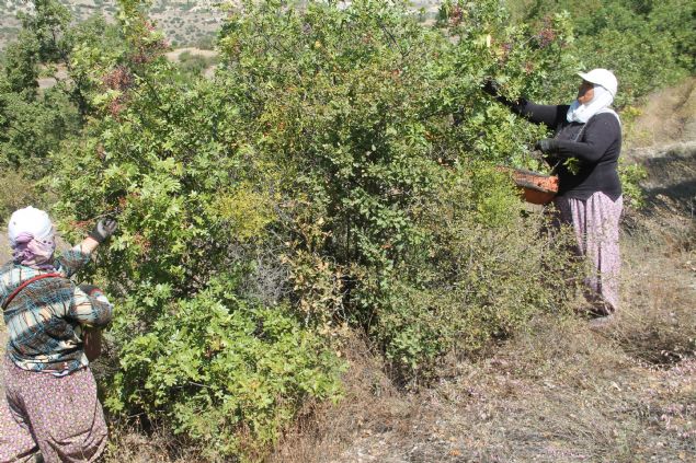 <p style='box-sizing: border-box; margin: 0px 0px 10px; padding: 0px; border: 0px; list-style-type: none; color: rgb(51, 51, 51); font-family: "Roboto Condensed"; font-size: 19px;'>  	Geçmite de baz hastalklarn tedavisinde kullanld bilinen çitlembik bugün ise ilaç ve kozmetik sanayisinde tercih ediliyor.</p>  <div>  	<p style='box-sizing: border-box; margin: 0px 0px 10px; padding: 0px; border: 0px; list-style-type: none; color: rgb(51, 51, 51); font-family: "Roboto Condensed"; font-size: 19px;'>  		Bu yl bölgeden yaklak 300 ton rekoltenin beklendii çitlembik çounlukla stanbul, Ankara ve Bursa'daki ilaç ve kozmetik sanayisi firmalarna gönderiliyor.</p>  	<div>  		 </div>  </div>  