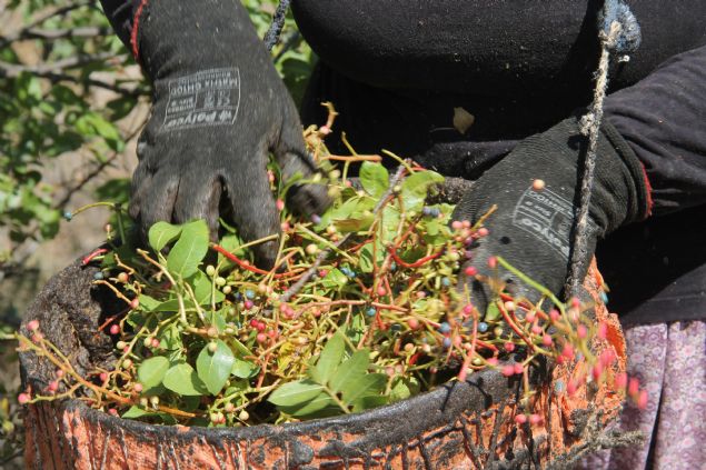 <p style='box-sizing: border-box; margin: 0px 0px 10px; padding: 0px; border: 0px; list-style-type: none; color: rgb(51, 51, 51); font-family: "Roboto Condensed"; font-size: 19px;'>  	Demirci Ziraat Odas Bakan Mehmet Karakaya AA muhabirine yapt açklamada, çitlembiin son yllarda ilçenin alternatif gelir kaynaklarndan biri olduunu söyledi.</p>  <p style='box-sizing: border-box; margin: 0px 0px 10px; padding: 0px; border: 0px; list-style-type: none; color: rgb(51, 51, 51); font-family: "Roboto Condensed"; font-size: 19px;'>  	Bu yl 300 ton rekolte tahmin ettiklerini hatrlatan Karakaya, öyle konutu: "Çitlembik ilçemiz için ciddi bir kazanç kaps ve u an kilosu 10 liradan tüccara yerinde teslim ediliyor. Doada kendiliinden yetien bu ürüne erkekler ilgi göstermiyor o nedenle kadnlarmz tarafndan hasat ediliyor. Daha sonra ilaç ve kozmetik sanayisi için büyük ehirlere gönderiliyor."</p>  