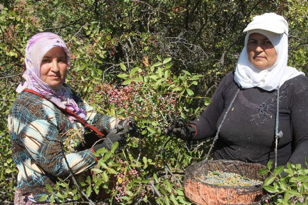 <p style='box-sizing: border-box; margin: 0px 0px 10px; padding: 0px; border: 0px; list-style-type: none; color: rgb(51, 51, 51); font-family: "Roboto Condensed"; font-size: 19px;'>  	Karakaya, bölge halkn alternatif ürünlere yönlendirmeye çaltklarn sözlerine ekledi.</p>  <p style='box-sizing: border-box; margin: 0px 0px 10px; padding: 0px; border: 0px; list-style-type: none; color: rgb(51, 51, 51); font-family: "Roboto Condensed"; font-size: 19px;'>  	Sevinçler Mahallesi sakinlerinden Hatice Yeti de uzun yllar çitlembik toplayarak ev ekonomisine katk saladn dile getirdi.</p>  <div>  	 </div>  