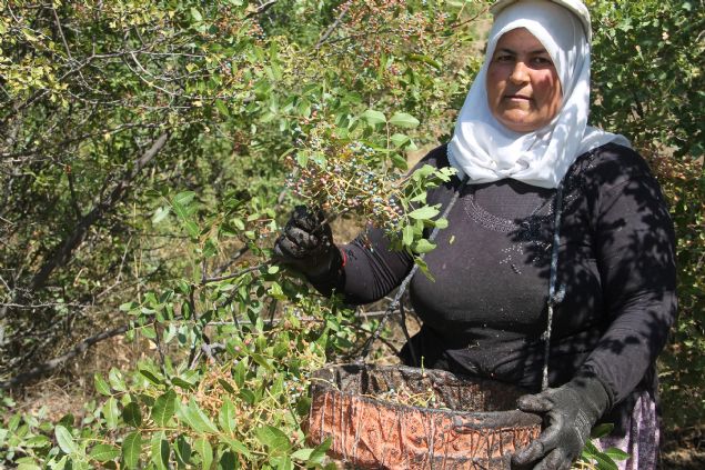 <p style='box-sizing: border-box; margin: 0px 0px 10px; padding: 0px; border: 0px; list-style-type: none; color: rgb(51, 51, 51); font-family: "Roboto Condensed"; font-size: 19px;'>  	Demirci'nin ilaç ve kozmetik sanayisi için ciddi bir potansiyel barndrdna dikkati çeken Karakaya, ayn sektörde kullanlan papatya ve hatmi çiçeinin de yine kadnlar tarafndan toplandn dile getirdi.</p>  <div>  	 </div>  