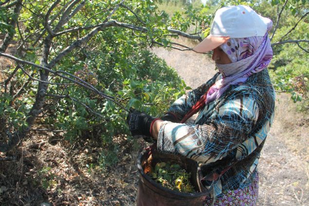 <p style='box-sizing: border-box; margin: 0px 0px 10px; padding: 0px; border: 0px; list-style-type: none; color: rgb(51, 51, 51); font-family: "Roboto Condensed"; font-size: 19px;'>  	Demirci'nin bata Sevinçler, Hoçalar, Kerpiçlik, Kulalar, Yeiloba olmak üzere 30'a yakn krsal mahallesinde kendiliinde yetien çitlembiin hasadna baland. Eylülde balayan ve gelecek ayn ortalarna kadar süren hasat döneminde yaklak 500 kadn çalyor.</p>  <div>  	 </div>  