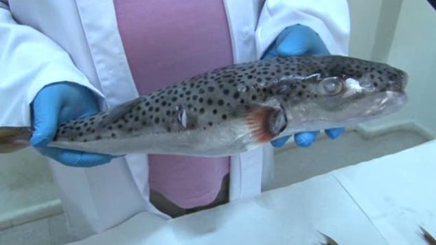 Kaledran sahilinde denize girerken ac iinde baran kznn yanna giden baba Bahadr D., balon baln grdn belirterek o anlar anlatt:      