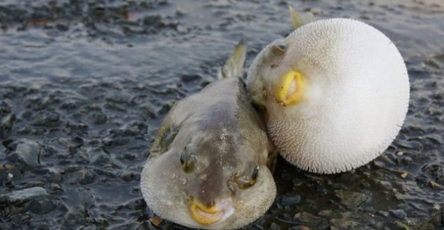 Insan salna olumsuz etkileri hakknda mutlaka daha fazla sayda halk bilinlendirme faaliyeti dzenlenmesi gerekiyor' dedi. (Milliyet) 