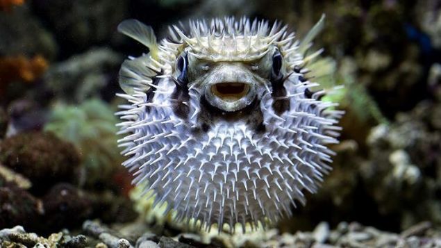 Canllarn meraktan ve korku nedeniyle bu tr saldrgan davranlar salk asndan da nlem almamz gerektiriyor' dedi.      