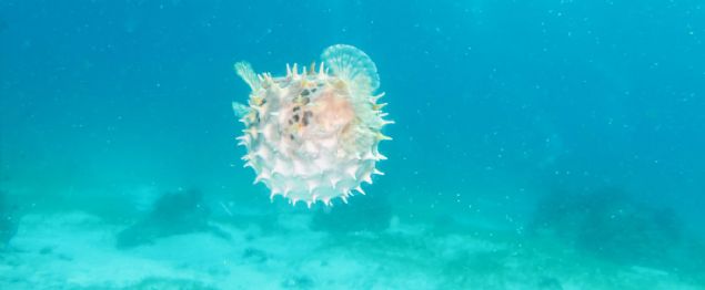 zellikle yaz aylarnda denize girenler deniz canllar ve ortam koullar ile ilgili uyarlar dikkate almal ve ocuklarn korumallar....    