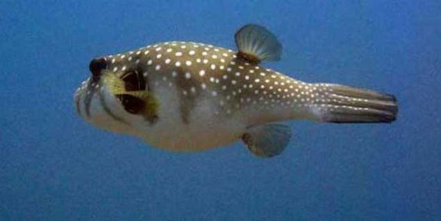 Bu psikolojiden kurtulmas zor olacak. Herkes dikkatli olsun, balon bal ok saldrgan.'    