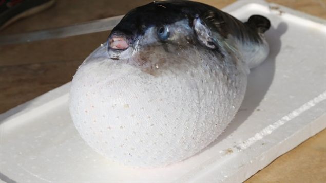  Bu trn biyolojisindeki bu zellik dikkat ekici. Yara yerinin iyilemesi zaman alyor...    