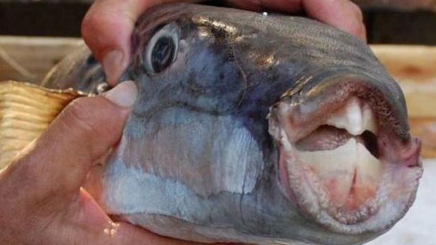 Bu trlerin 60'dan fazlas da kylarmzda grld.    