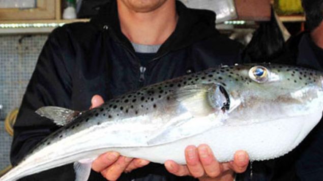 O trlerden biri, keskin dileriyle balk alarna zarar veren benekli balon bal.    