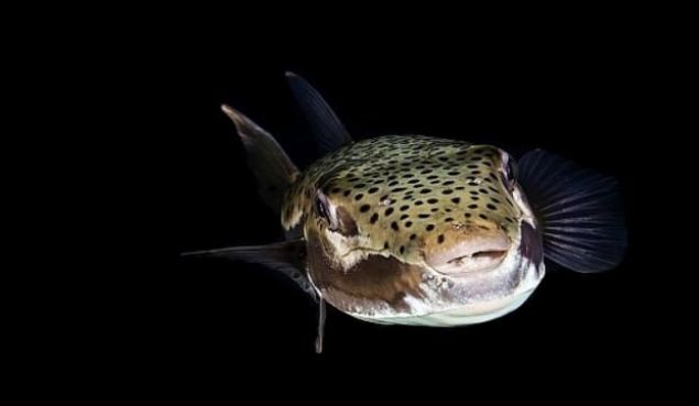 Psikolojik adan da destek verilmeli ve olayn etkisini atlatmas iin aba gsterilmeli...    