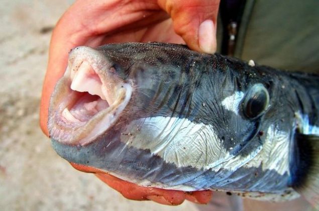 'Su derin deildi, kzmn beline ancak geliyordu. Kzmn ln duyunca yanna kotum...    