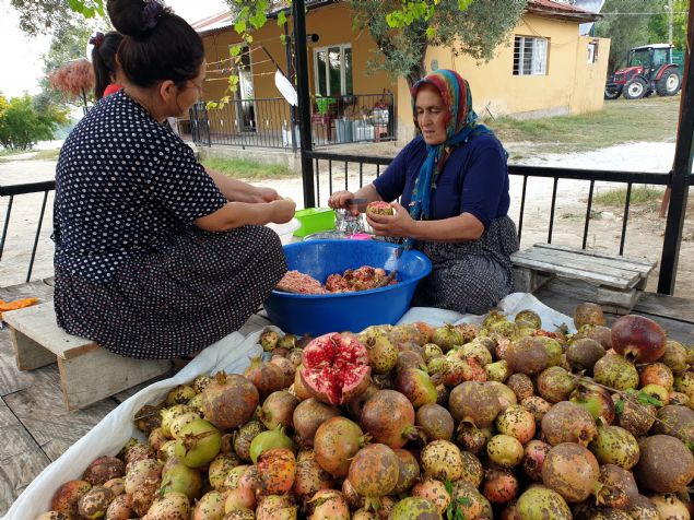 <p font-size:=' roboto=' style='box-sizing: border-box; margin: 0px 0px 10px; padding: 0px; border: 0px; list-style-type: none; color: rgb(51, 51, 51); font-family: '>  	Olgunlaan narlar önce tek tek dallarndan kopararak bçakla ikiye bölen ev hanmlar, kabuundan ayklanan nar tanelerini çuvallar içine koyup ezerek suyunu çkaryor.</p>  <div>  	 </div>  