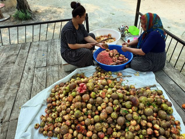 <p style='box-sizing: border-box; margin: 0px 0px 10px; padding: 0px; border: 0px; list-style-type: none; color: rgb(51, 51, 51); font-family: "Roboto Condensed"; font-size: 19px;'>  	<strong style='box-sizing: border-box; margin: 0px; padding: 0px; border: 0px;'>- "KLOGRAMI 30 LRADAN SATILIYOR"</strong></p>  <p style='box-sizing: border-box; margin: 0px 0px 10px; padding: 0px; border: 0px; list-style-type: none; color: rgb(51, 51, 51); font-family: "Roboto Condensed"; font-size: 19px;'>  	Ev hanm Rahime Savrun, dalndan topladklar narn, zahmetli bir yolculuun ardndan nar ekisine dönütüünü anlatt.</p>  