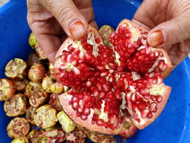 <p style='box-sizing: border-box; margin: 0px 0px 10px; padding: 0px; border: 0px; list-style-type: none; color: rgb(51, 51, 51); font-family: "Roboto Condensed"; font-size: 19px;'>  	Yaptklar nar ekisinin bir ksmn evde kullanmak için ayran kadnlar, geriye kalanlar ise satarak ev ekonomisine katk salyor.</p>  <div>  	 </div>  