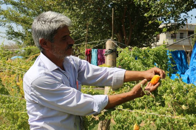 <p style='box-sizing: border-box; margin: 0px 0px 10px; padding: 0px; border: 0px; list-style-type: none; color: rgb(51, 51, 51); font-family: "Roboto Condensed"; font-size: 19px;'> Akçakale Ziraat Odası Başkanı Mehmet Ayhan ise Taştan'ın kudret narı yetiştirdiğini duyduğunu ve ziyaret ederek ürünü yerinde incelediğini söyledi.</p> <div> </div>