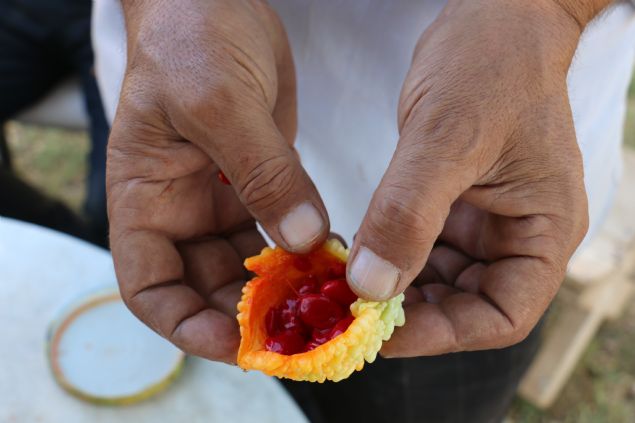 <p style='box-sizing: border-box; margin: 0px 0px 10px; padding: 0px; border: 0px; list-style-type: none; color: rgb(51, 51, 51); font-family: "Roboto Condensed"; font-size: 19px;'> Bu bölgede yetişip yetişmeyeceğinden emin olmadığını anlatan Taştan, tek tohumla başladığı denemelerde başarılı sonuç aldığını ve 20 kök yetiştirmeyi başardığını ifade etti.</p> <div> </div>