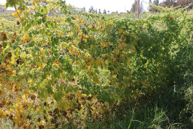 <p font-size:=' roboto=' style='box-sizing: border-box; margin: 0px 0px 10px; padding: 0px; border: 0px; list-style-type: none; color: rgb(51, 51, 51); font-family: '> Yaklaşık 3 yıl önce bir arkadaşının kendisine verdiği 1 tohumla başlayan ve 3 yıl sonra 20 kök üretmeyi başaran Halil Taştan, ürettiği meyveleri zeytinyağıyla karıştırıp bir süre beklettikten sonra elde ettiği karışımı ihtiyacı olan hastalara ücretsiz veriyor.</p> <div> </div>