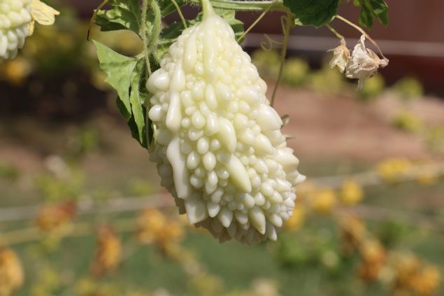 <p font-size:=' roboto=' style='box-sizing: border-box; margin: 0px 0px 10px; padding: 0px; border: 0px; list-style-type: none; color: rgb(51, 51, 51); font-family: '> <strong style='box-sizing: border-box; margin: 0px; padding: 0px; border: 0px;'>- HASTALARA ÜCRETSİZ DAĞITIYOR</strong></p> <p font-size:=' roboto=' style='box-sizing: border-box; margin: 0px 0px 10px; padding: 0px; border: 0px; list-style-type: none; color: rgb(51, 51, 51); font-family: '> Halil Taştan, AA muhabirine, midesinden rahatsız olduğunu ve 3 yıl önce bir arkadaşının tavsiyesiyle kudret narı ektiğini söyledi.</p>