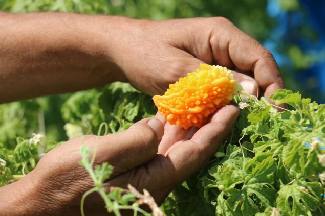 <p font-size:=' roboto=' style='box-sizing: border-box; margin: 0px 0px 10px; padding: 0px; border: 0px; list-style-type: none; color: rgb(51, 51, 51); font-family: '> Birçok ülkede ilaç niyetine kullanılan, diyabet, mide ve bağırsak rahatsızlıkları, bazı cilt sorunları, viral enfeksiyonlar, yara ve yanıklara iyi geldiği belirtilen kudret narı, bölgede şifa arayanlardan da yoğun ilgi görüyor.</p> <div> </div>