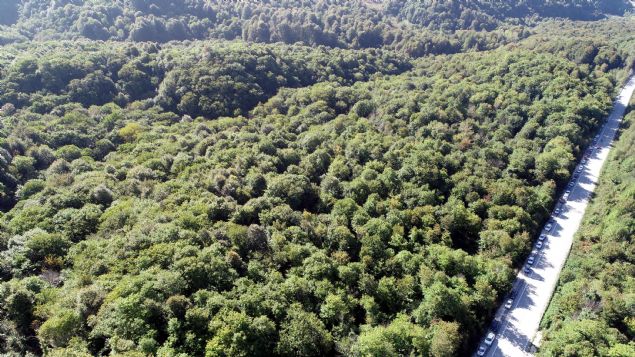 <div>  	K&ouml;yl&uuml;lerin &ouml;nemli ge&ccedil;im kaynaklar�ndan biri olan kestane, sabah erken saatlerinde ormanl�k alanlardaki a�a&ccedil;lardan toplan�yor.&nbsp;</div>  