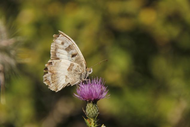 El dememi bakir doasyla ne kan Ovack ilesi de zellikle nisan ve ekim aylar arasnda kanatlarndaki renk ve desenlere gre gruplandrlan ok sayda kk zpzp perisi, ift noktal brentis, iparhan, ok gzl gk mavisi, al, sar antenli zpzp, cad ve diken kelebekleriyle enleniyor.    lede sonbaharn yaand u gnlerde ise bu kelebekler arasnda en ok gze arpan kahverengi ve beyaz renkte kanatlara sahip bilimsel ad 'chazara briseis' olan 'cad' kelebekleri oluyor.     