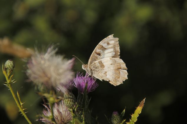 Dier kelebek trlerine gre daha ok kurak alanlarda yaamay seven ve yerleim yerlerinde uuan cad kelebekleri, Trkiye'de zellikle Orta Anadolu ve Dou Anadolu'da yaygn olarak grlp mays ile ekim aylar arasnda yaamn srdryor.    Beyaz renkteki yumurtalarn genellikle otlarn ya da kayalarn zerine brakan bu kelebek tr, Akdeniz lkelerinin yan sra Avrupa, Afganistan ve in'de de youn olarak grlyor. 