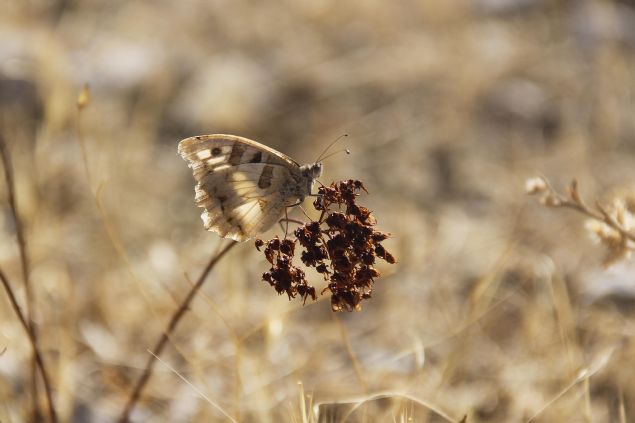 Yzde 18'i endemik olan bin 600'n zerinde kaytl bitki tr bulunmas sebebiyle mrleri en ksa olan ve tabiatn en ok sevilen kanatllar arasnda yer alan kelebeklere yaam alan sunan kentte, kayt altna alnan yaklak 120 tr kelebek bulunuyor.     