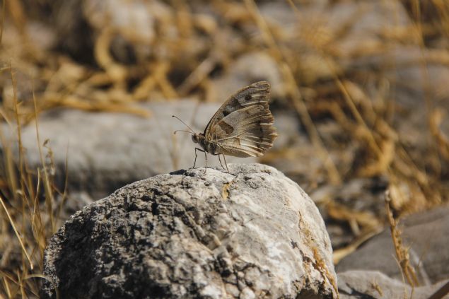 Bitki eitlilii ve sahip olduu endemik trler bakmndan Avrupa'nn birok lkesinden daha zengin floraya sahip olan Tunceli, her yl ilkbahar, yaz ve sonbahar aylarnda yzlerce kelebek trne ev sahiplii yapyor.     