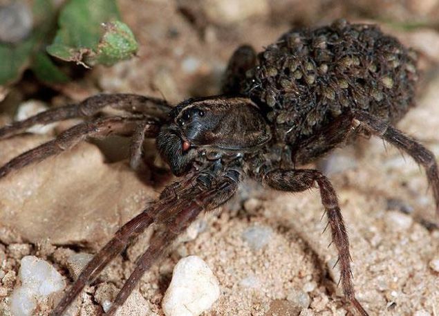 Bu ac�l� �s�r�k, h�zlar�yla ve �a��rt�c� g�r�n���yle birle�ince, bu �r�mcek t�r� korkutucu olabilir ve baz� �s�r�k kurbanlar� olduk�a panik yapabilirler. 