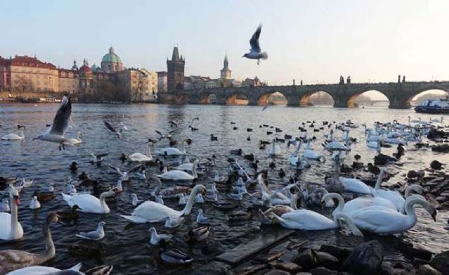 Charles Kprs, ekya  <br><br>  ekya'nn bakenti Prag'n ve hatta belki de dnyann en romantik mekanlarndan biri Charles Kprs'dr.   <br><br>  Gen iftlerin bulutuu, birbirlerine sarlp Vltava Nehri'ni izledii Charles Kprs olduka eski bir maziye sahip. 14. yzylda ina edilen ve adn dnemin kralndan alan Charles Kprs, su seviyesinden 4 metre yksekliktedir. Kprnn uzunluuysa 516 metredir.            