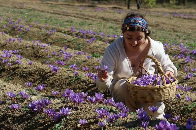 Bugne kadar geldiimiz hibir turda belki senede 20 sefer tur yapyoruz ama hi safran tarlasn gezme frsatmz olmamt.  <br><br>  Bugn safran retim iftliindeyiz ve ok keyif aldk. Misafirlerimiz ve ben ok mutlu olduk buray grdmz iin. Bundan sonrada btn turlarmz mevsim olarak da denk gelirsek ziyaret edeceiz.  